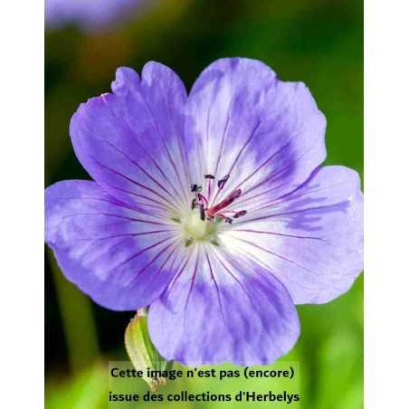 Geranium Rozanne Gerwat