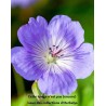 Geranium Rozanne Gerwat