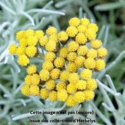 Helichrysum Tall Curry