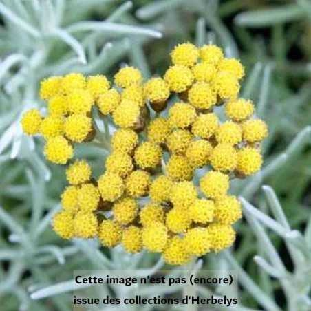 Helichrysum Tall Curry