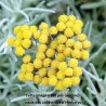 Helichrysum Tall Curry