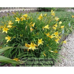Hémérocalle citron