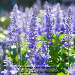 Hysope Officinale