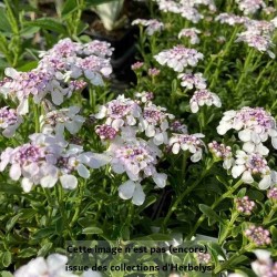 Corbeille d'argent Pink Ice