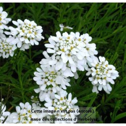 Corbeille d'argent Snowflake