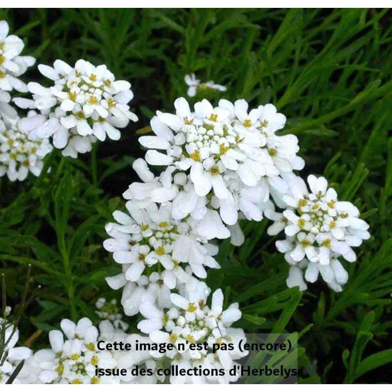 Corbeille d'argent Snowflake