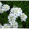 Corbeille d'argent Snowflake