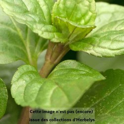 Menthe poivrée citrata