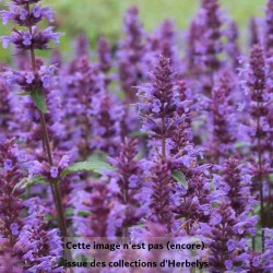 Agastache foeniculum Purple Haze