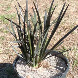 Herbe aux turquoises Nigrescens