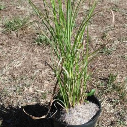 Miscanthus Gracillimus