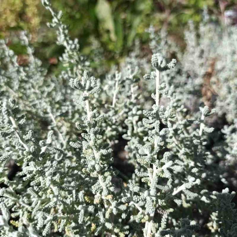 Santoline grise (magonica)