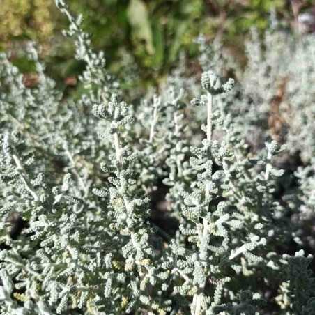 Santoline grise (magonica)