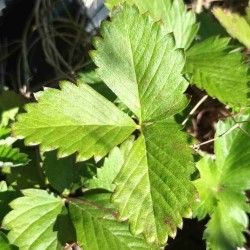 Fraisier des bois