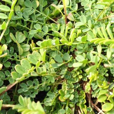 Hippocrépide en toupets