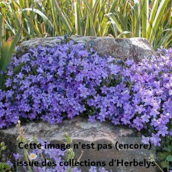 Campanule des murailles