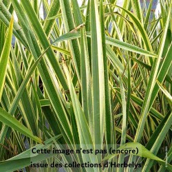 Lin de Nouvelle Zelande