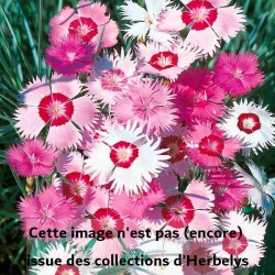Oeillet mignardise