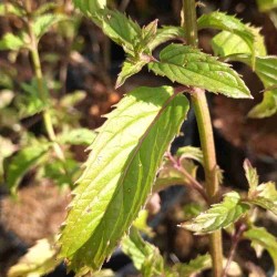 Menthe suisse