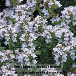 Thym Fleur de Provence