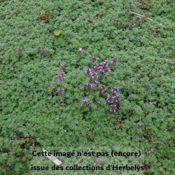 Thym Pseudolanuginosus