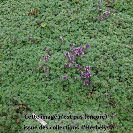 Thym Pseudolanuginosus