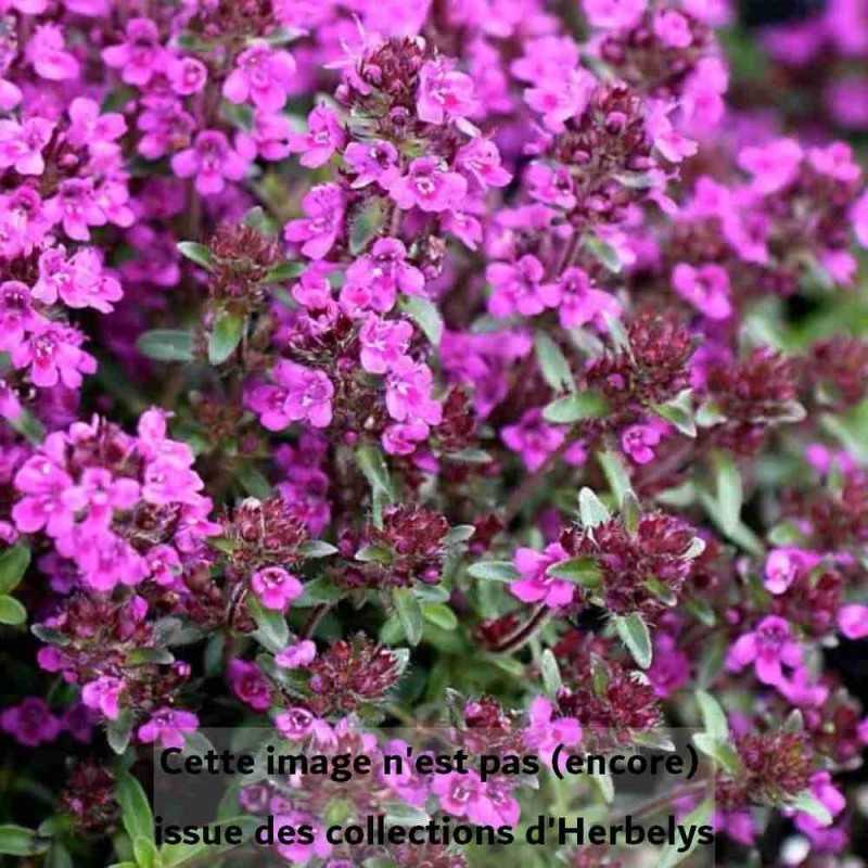 Thym Couvre sol Red Carpet