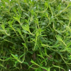 Thym Limonade