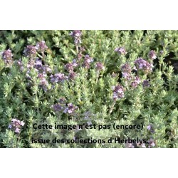 Thymus richardii Peter Davis