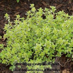 Thym Lemon variegated