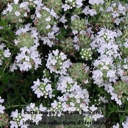 Thym Albiflorus