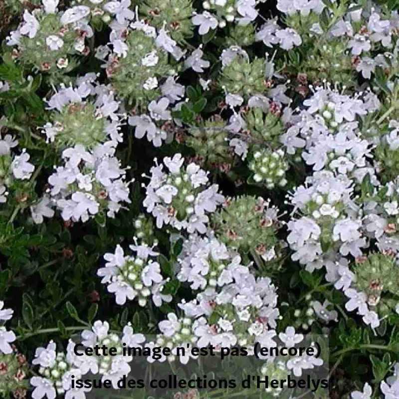 Thym Albiflorus