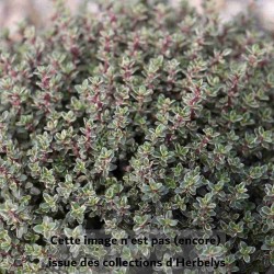 Thym Silver Queen