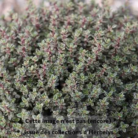 Thym Silver Queen