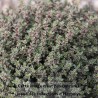 Thym Silver Queen