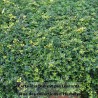 Thym citron Sambesi