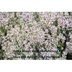 Thym au parfum dorange Fragantissimus