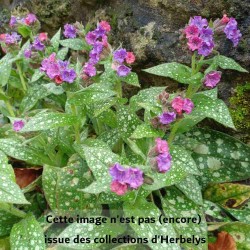 Pulmonaria officinalis